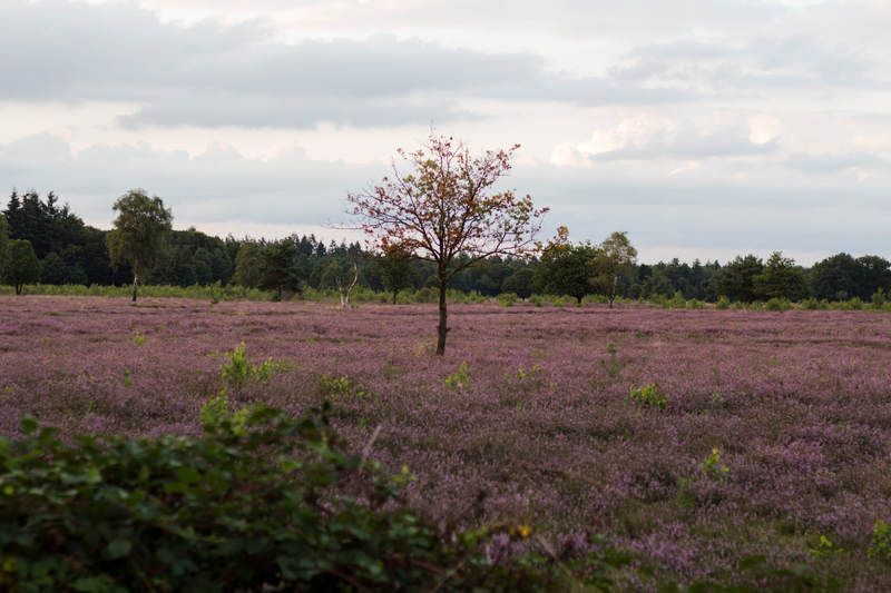 Illustration for article titled Heathlands in bloom